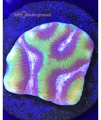 Salty Underground: Court Jester Platygyra