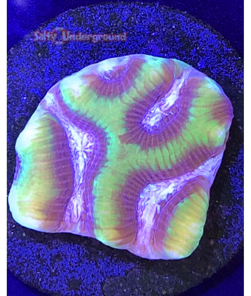 Salty Underground: Court Jester Platygyra