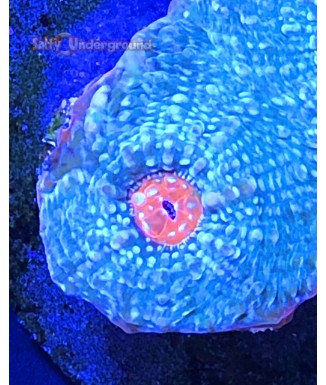 Salty underground: Turquoise Starry Cup  Coral (Acanthastrea sp.)