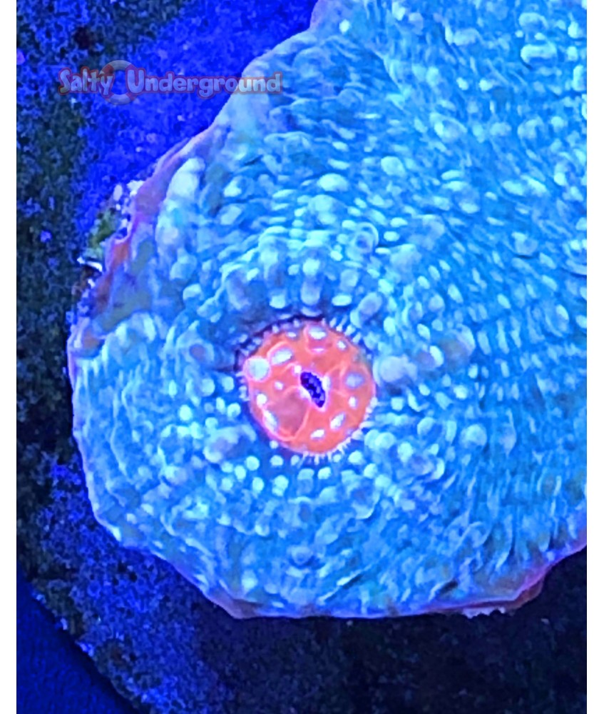 Salty underground: Turquoise Starry Cup  Coral (Acanthastrea sp.)