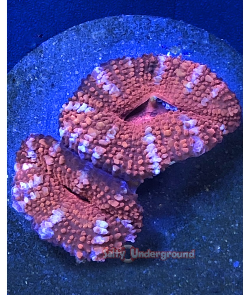 Salty Underground: Valentine Acan