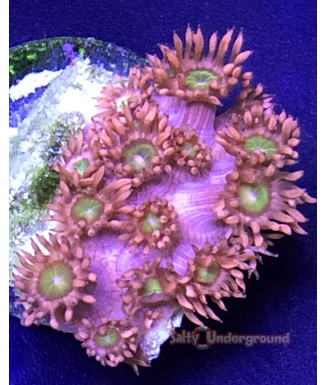 Salty Underground: Red Goniopora  Flower Pot