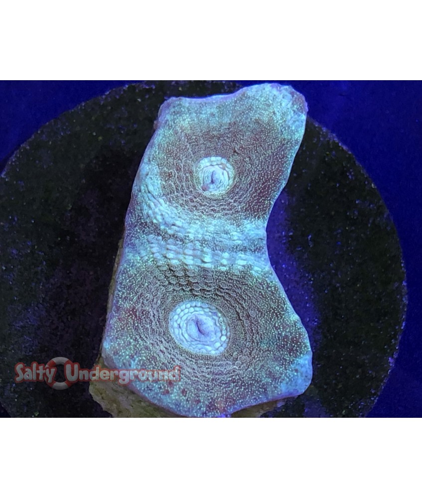 Salty Underground: Aqua Eye Favia