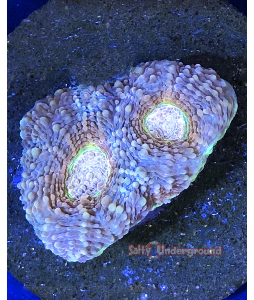 Salty Underground: Neon Rim Favia