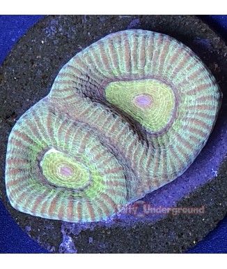 Salty Underground: Cool Mint Favia