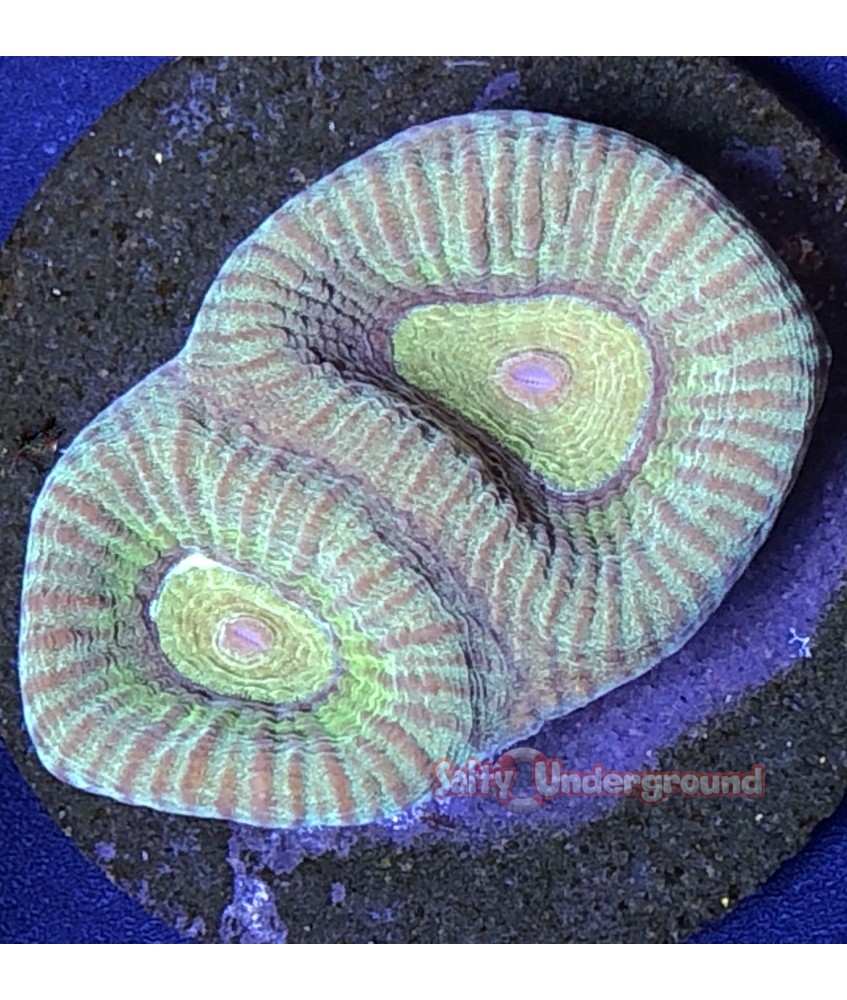 Salty Underground: Cool Mint Favia