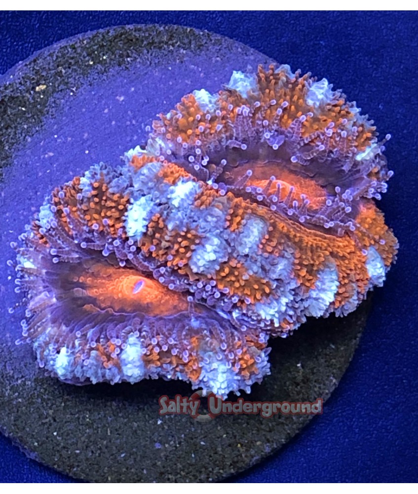 Salty Underground: Red Aussie Acan