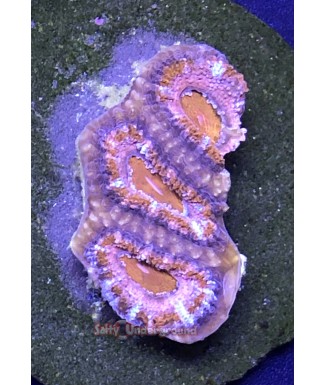 Salty Underground: Purple Rim Acan