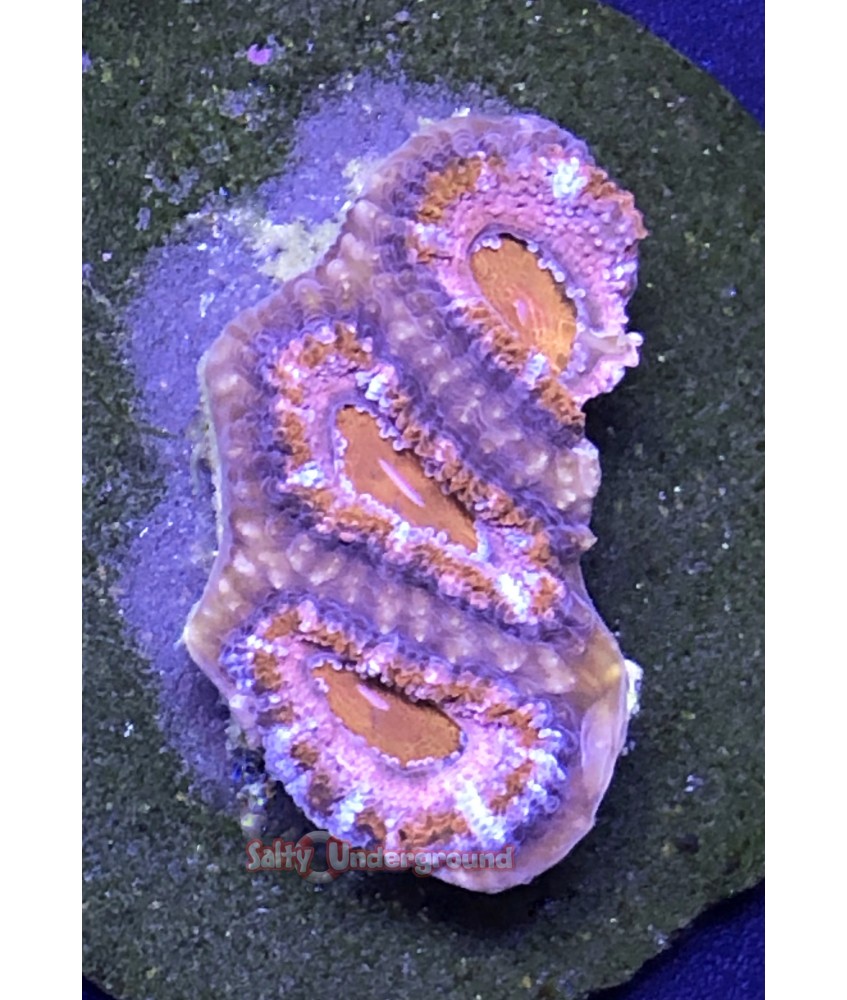 Salty Underground: Purple Rim Acan