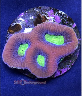 Salty Underground: Dragon Soul Favia