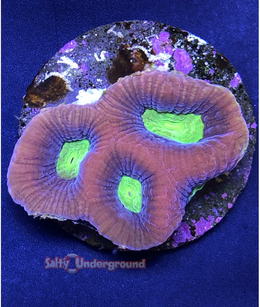 Salty Underground: Dragon Soul Favia