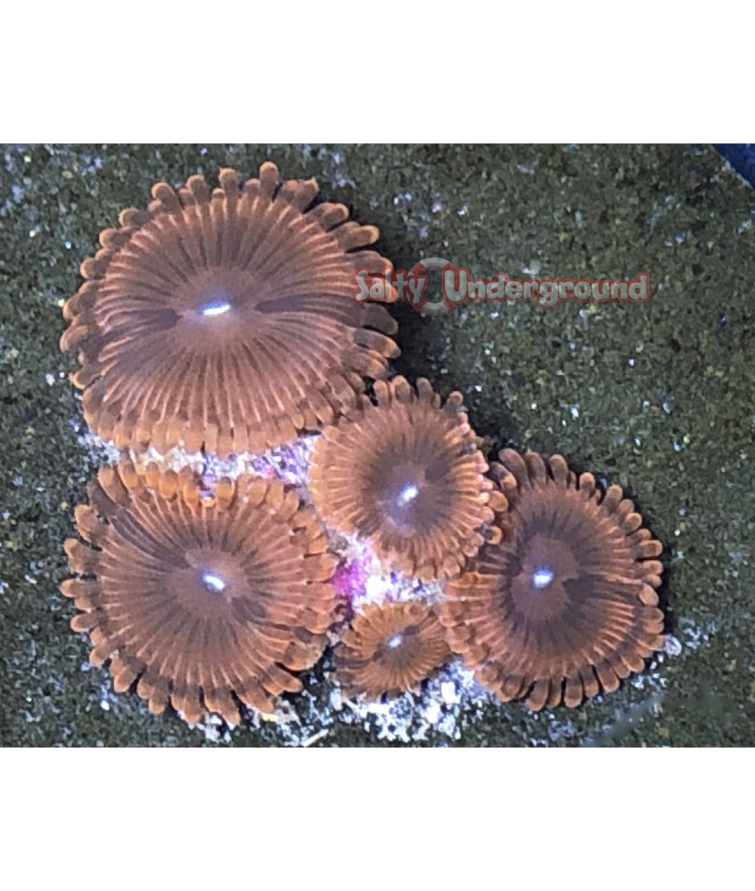 Salty Underground: Orange People Eater Zoanthid