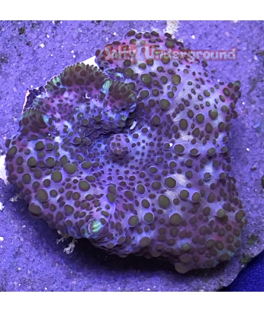 Salty Underground: :Purple Neglecta Discosoma Mushroom