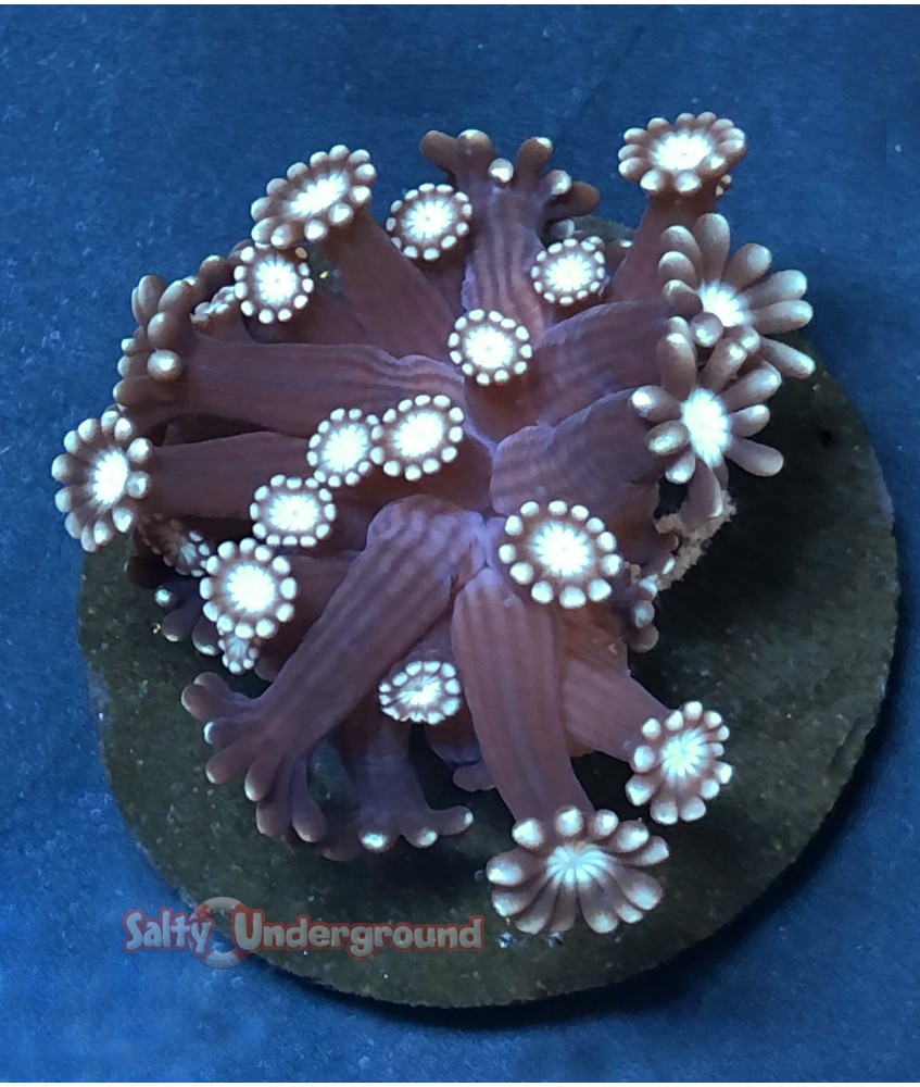 Salty Underground: Chocolate Kiwi Flower Pot Coral (Goniopora)