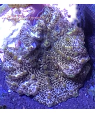Salty Underground: Dark Green Rhodactis Mushroom