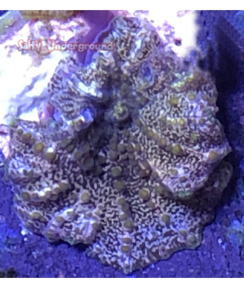 Salty Underground: Dark Green Rhodactis Mushroom