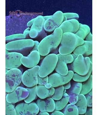 Hammer coral