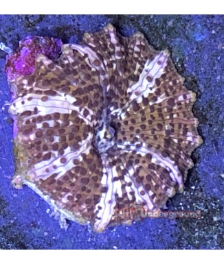 Salty Underground:Brown and White Rhodactis Mushroom
