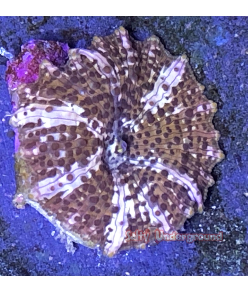 Salty Underground:Brown and White Rhodactis Mushroom