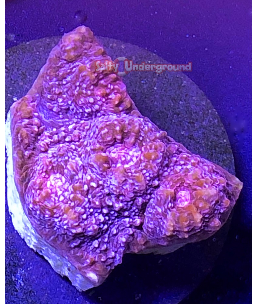 Salty Underground: Strawberry Mycedium Chalice