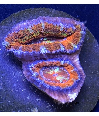 Salty Underground: Rainbow Acan