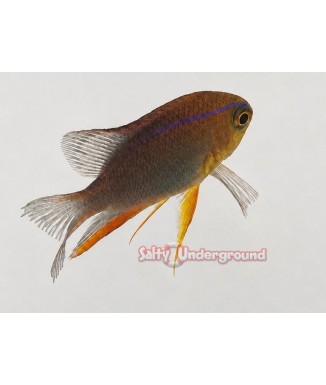 Red Honey Damsel (Neoglyphidodon crossi) Juvenile