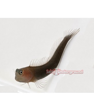 Dusky  Blenny