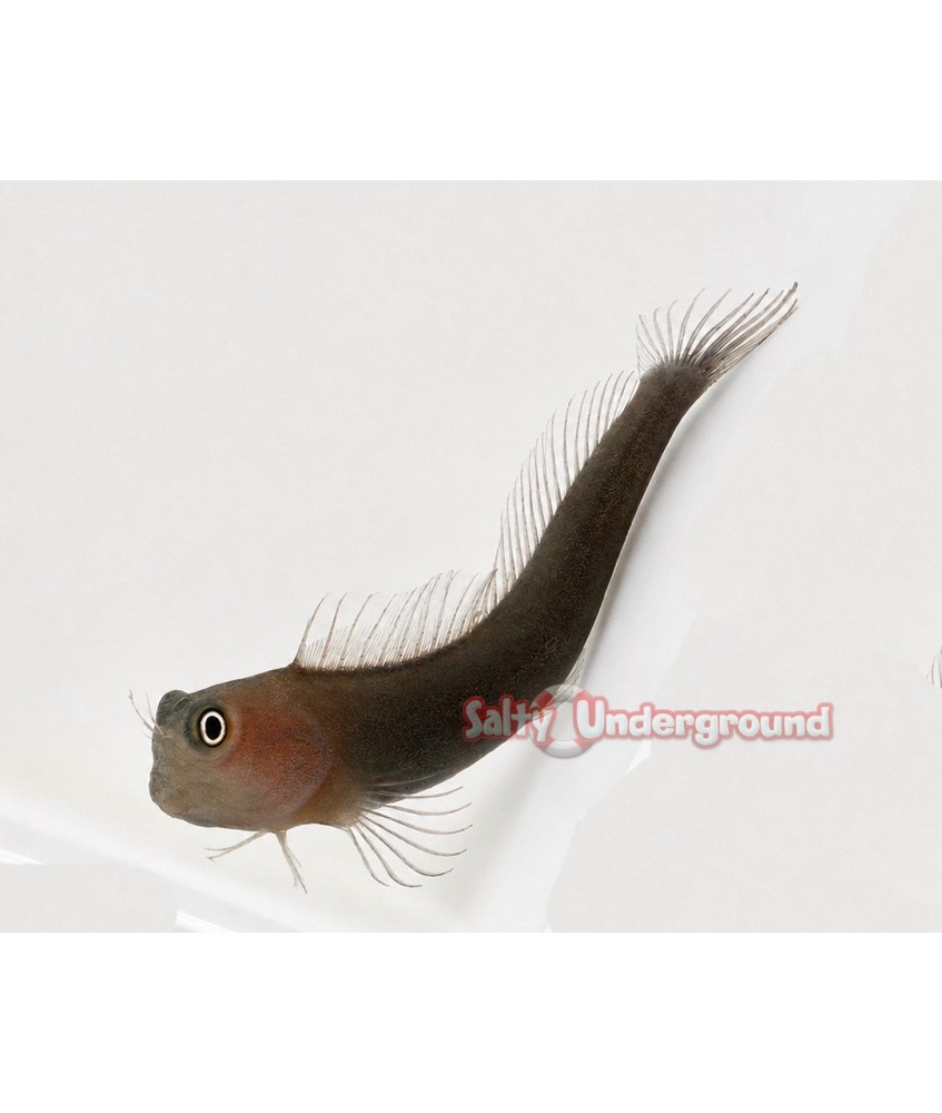 Dusky  Blenny