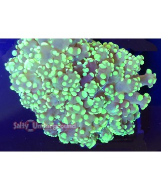 Salty Underground: Neon Green Frogspawn Coral (euphyllia divisa)