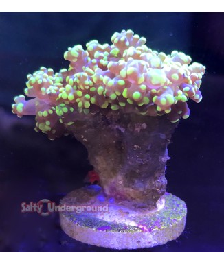 Green Frogspawn Coral (euphyllia divisa)