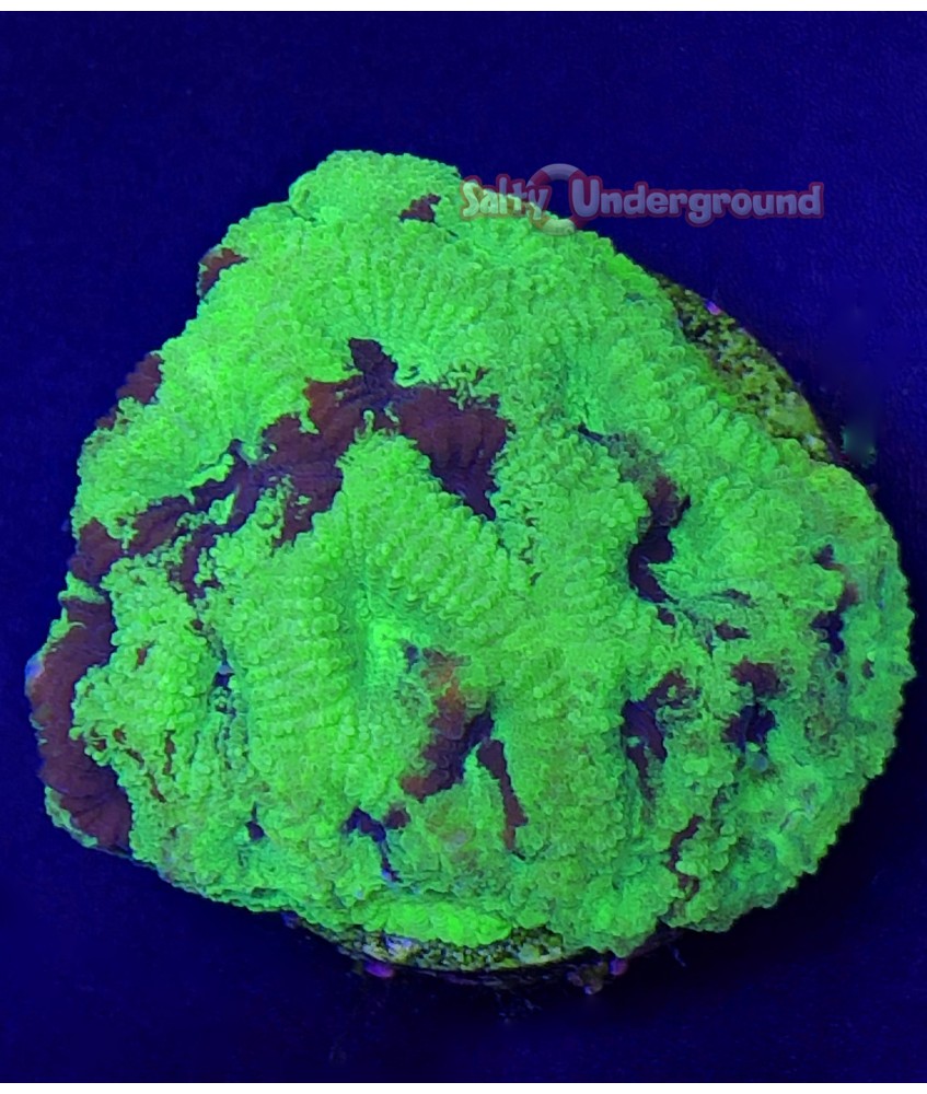 Salty Underground: Toxic Favia