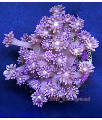 Salty Underground: Purple Flower Pot Coral (Goniopora)