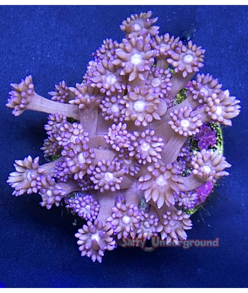 Salty Underground: Purple Flower Pot Coral (Goniopora)