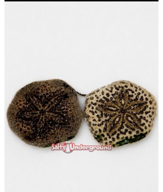 Salty Underground: Indo Sand Dollar