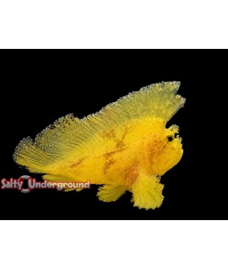 Salty Underground: Prowfish Scorpionfish (Neopataecus waterhousii) Yellow