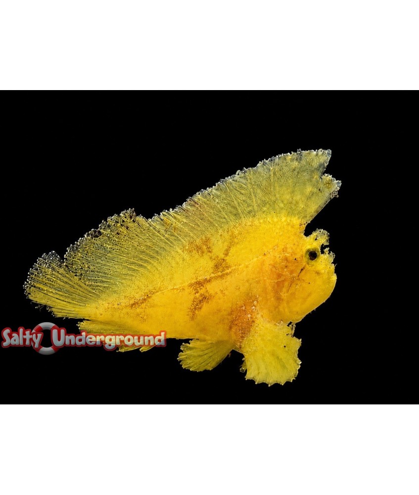 Salty Underground: Prowfish Scorpionfish (Neopataecus waterhousii) Yellow