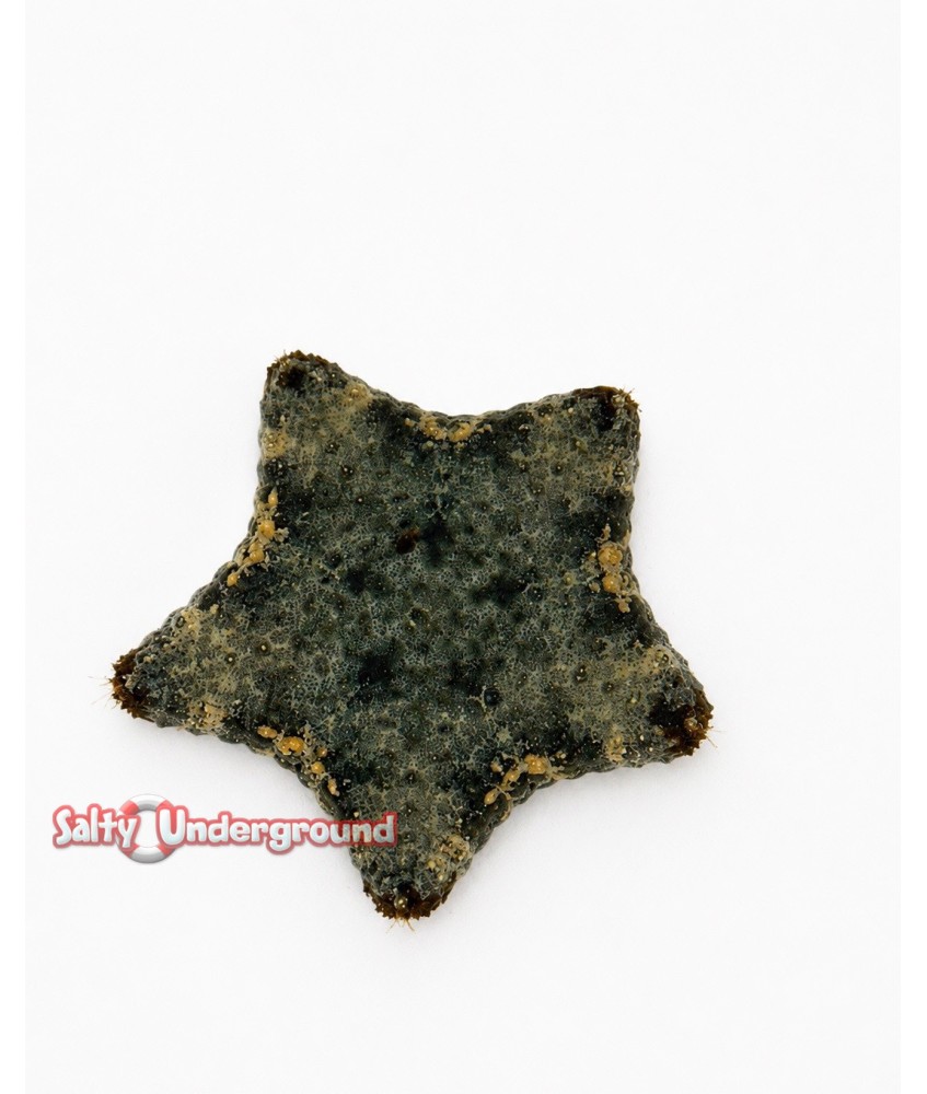 Salty Underground: Cushion Starfish (Culvita Novaeguinea)