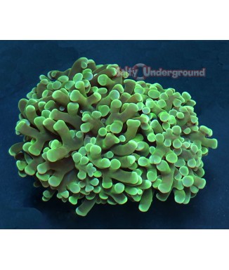 Salty Underground: Indo Green Frammer