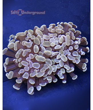 Salty Underground: Purple Euphyllia Frammer  2 branches