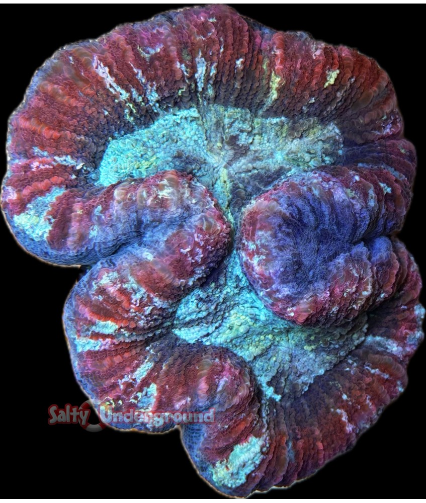 Salty Underground: Blue/Red Trachyphyllia Open Brain Coral