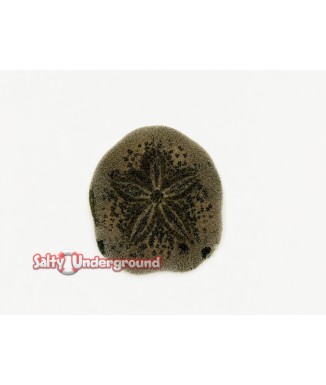 Salty Underground: Indo Sand Dollar
