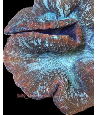 Salty Underground: Red/Blue Trachyphyllia Open Brain Coral