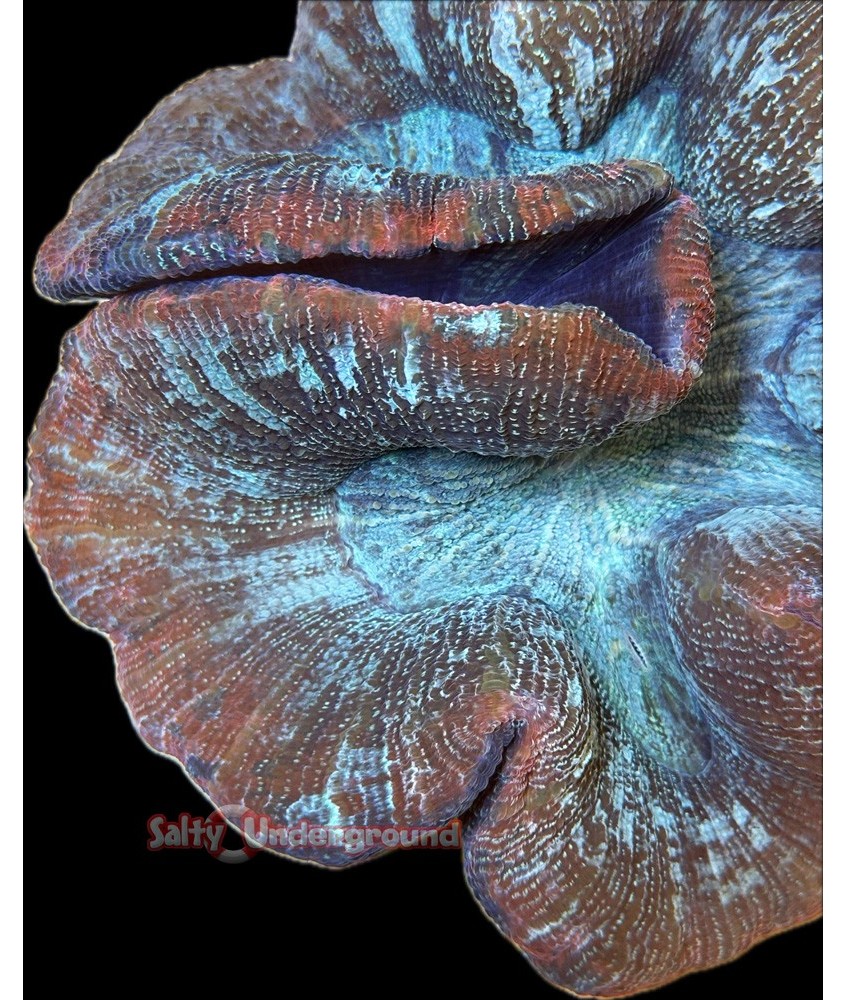 Salty Underground: Red/Blue Trachyphyllia Open Brain Coral
