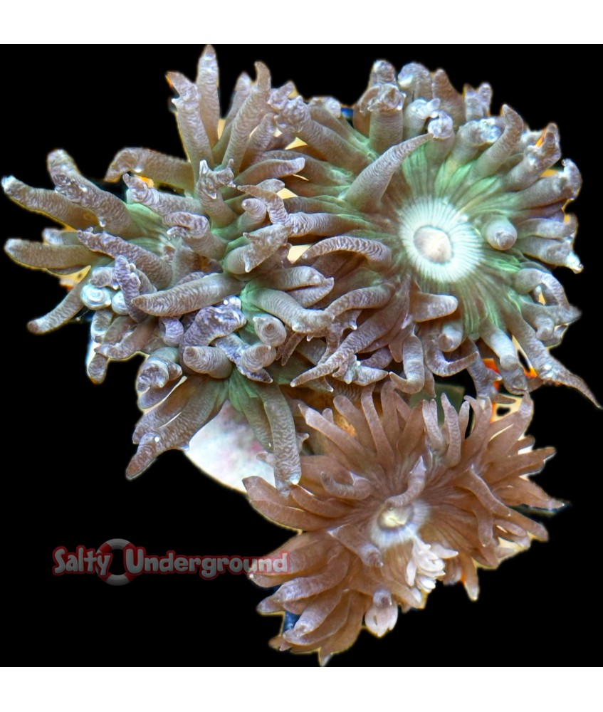 Duncan Coral 3-4- heads