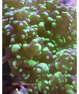 Salty Underground: Neon Green Frogspawn Coral (euphyllia divisa)