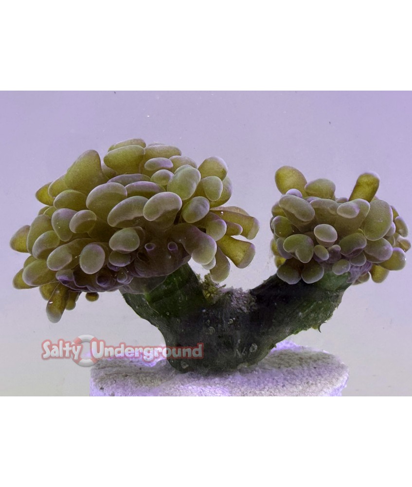 Salty Underground: Gold Frammer