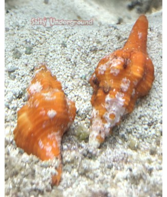 orange horse whelk