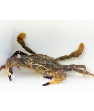 Salty Underground: Bocourt  Swimming Crab (Callinectes bocourti)