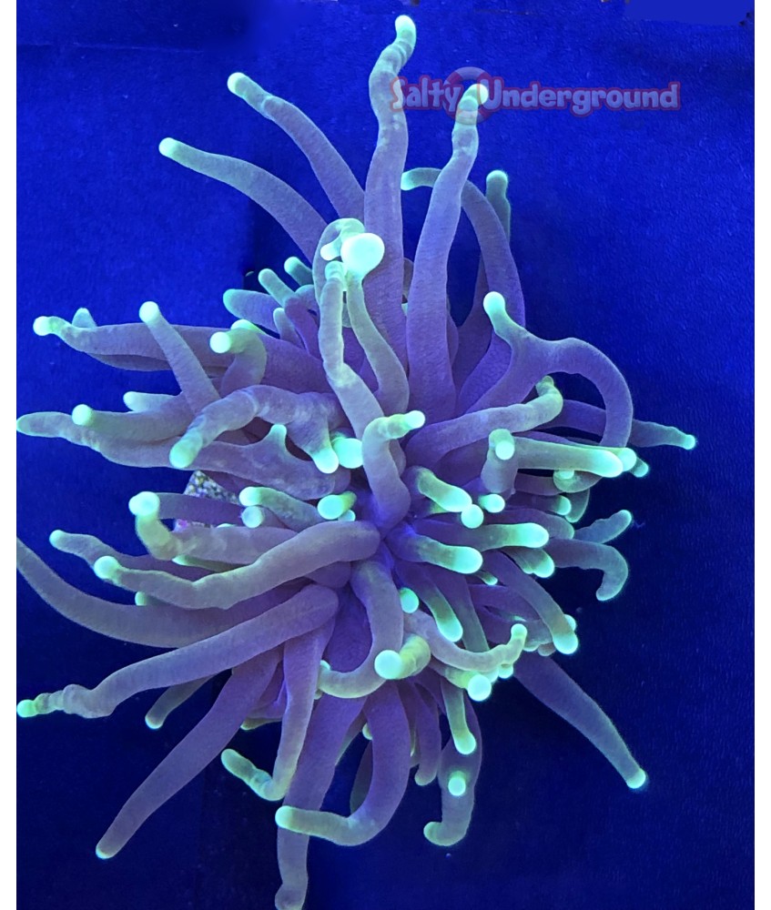 Salty Underground: Hellfire Torch Coral