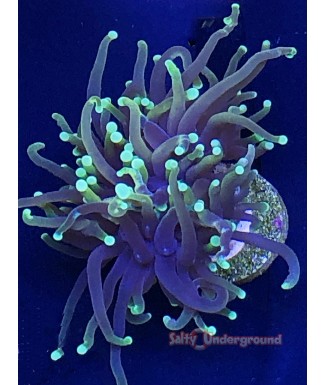 Hellfire Torch Coral 1